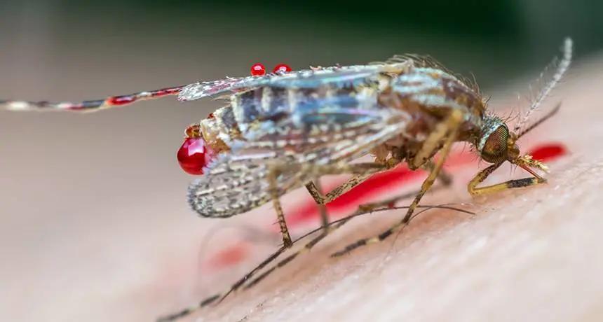 雌蚊子产卵视频,雌蚊子吸血会在人体内产卵吗