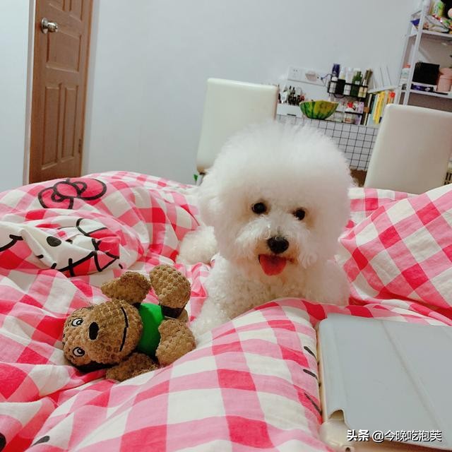 狗狗越来越瘦吃什么吐什么还没力,狗狗最近变得懒了怎么回事