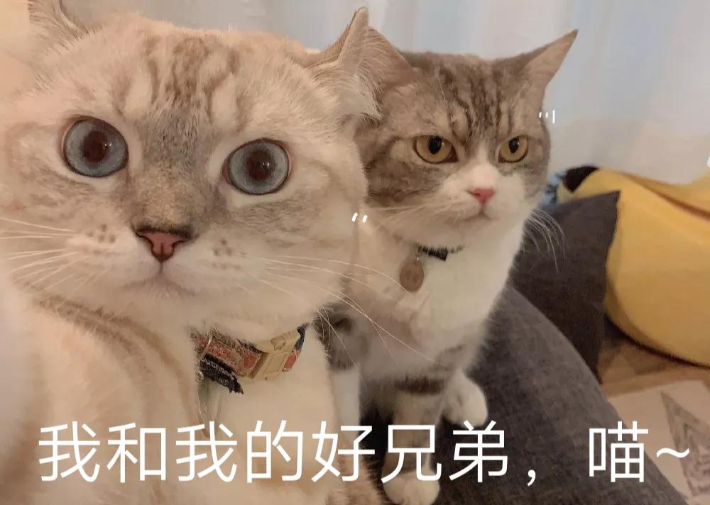 搞笑表情包结尾定格,搞笑表情包告辞