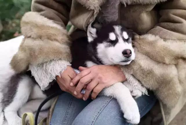 犬猫在什么情况下才会传染狂犬病,狂犬病是患病的猫才会传播的吗