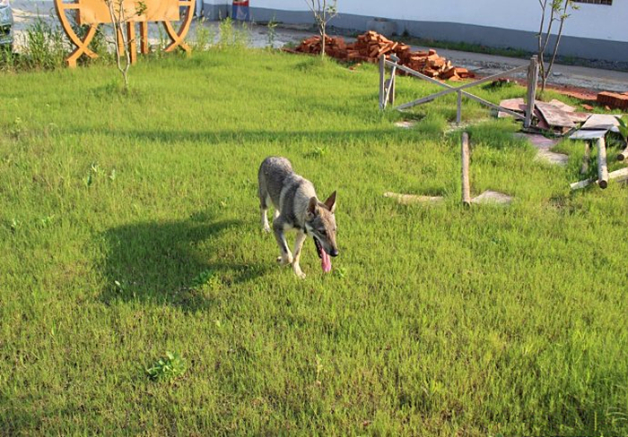 主人听见狗叫后推窗，却看见院中竟有两匹狼，报警后才知其身份