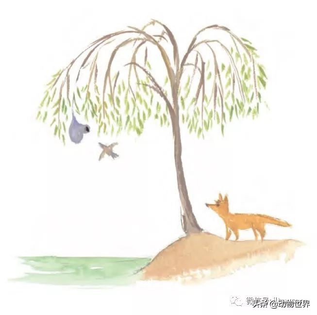 手绘动物地图,探索大自然手绘画