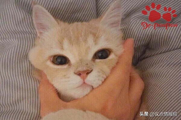 普安特：满足6点就是猫咪肝炎哪些情况会导致猫咪患上肝炎？