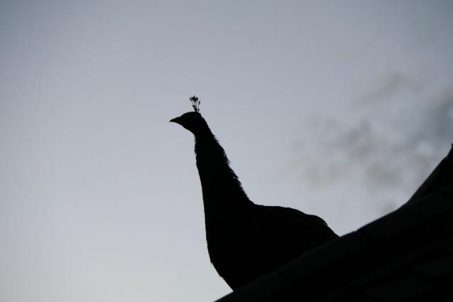 丽江束河看玉龙雪山的最佳酒店,丽江束河住宿推荐