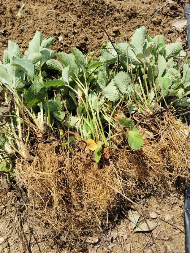 贵黔一号草莓苗特点,全明星草莓苗的特点