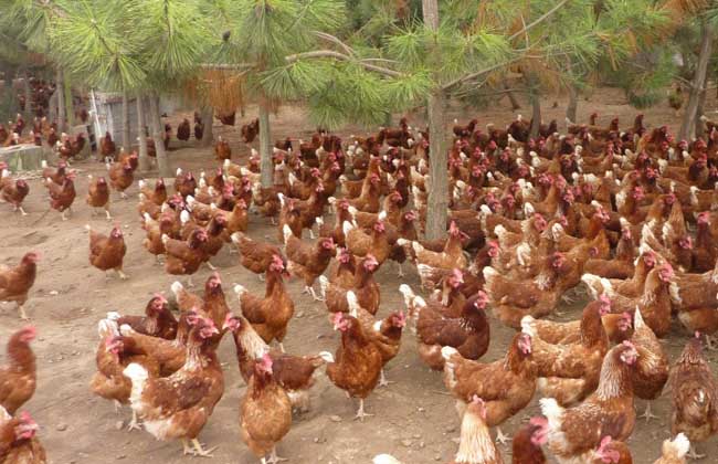 果园散养鸡视频教程,小栋果园散养柴鸡