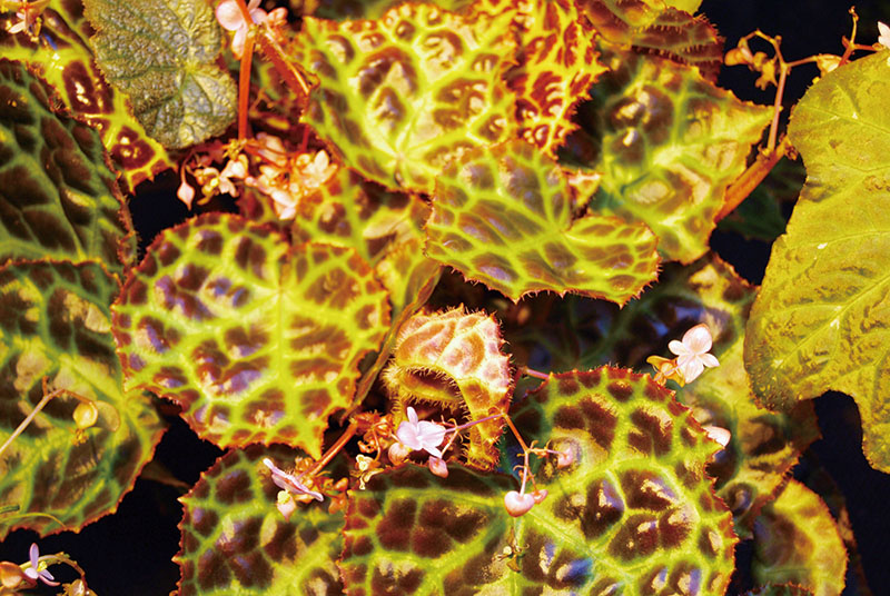 目前有多少种物种受到灭绝的威胁,物种受到威胁停滞繁衍