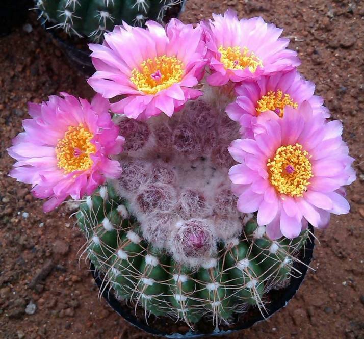 101仙人球,101个仙人球品种