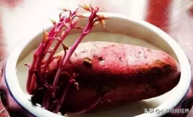 吃完的水果不要扔试试在家就能种,吃完的水果种子