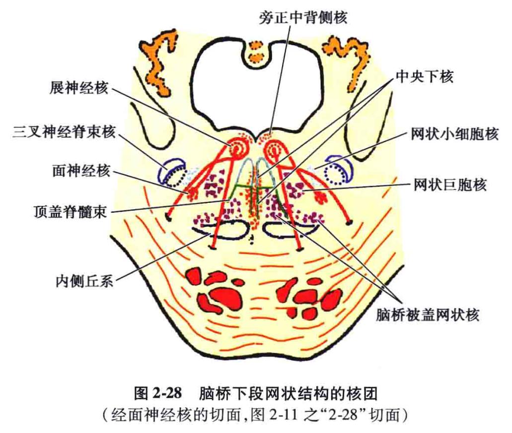 脑干解剖,脑干神经解剖