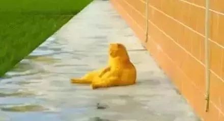 猫圈玄学，十橘九渣