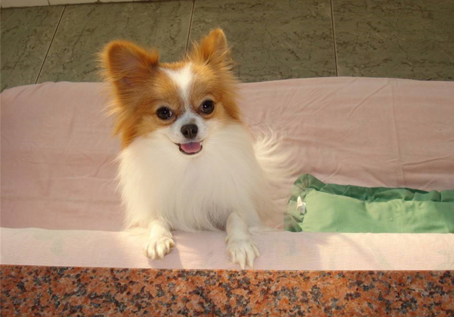 狗狗息肉不明显需要处理吗,狗狗眼睛长了息肉保守治疗