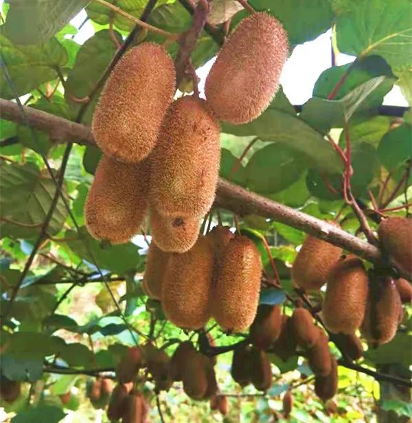 节前狂欢！集赞送整箱猕猴桃，这家楼盘10月1日开盘