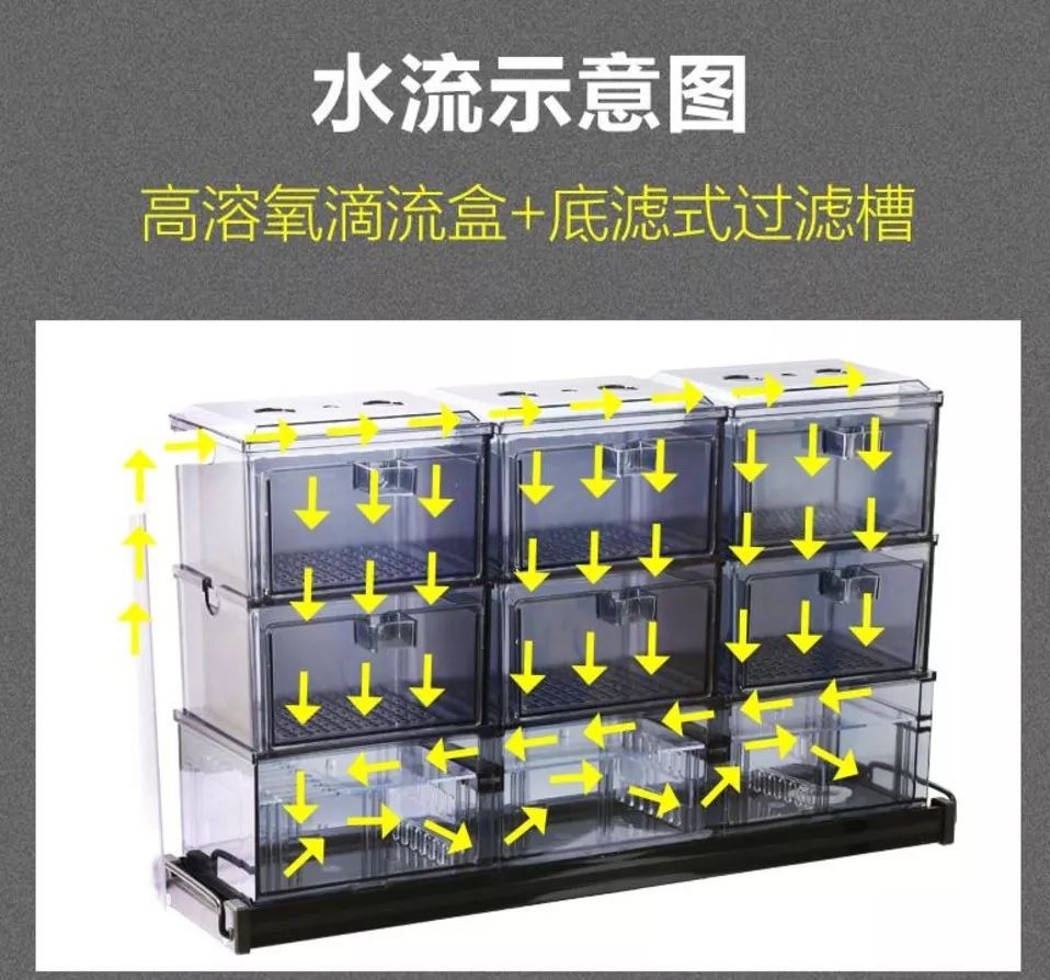 三湖慈鲷孵化关注事项,三湖慈鲷鱼买回来关注事项