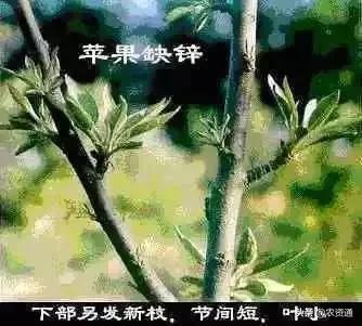 钙镁硼锌，元素虽微量，作用可不小！