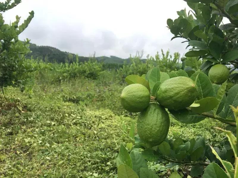 700cc都市茶饮挣钱吗,700cc茶饮好做吗