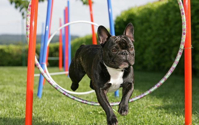 狗狗食欲不振，主要4大原因！作为主人你了解多少？