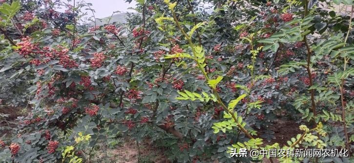 摘花椒的技术视频,花椒采摘时是直接采摘还是剪枝