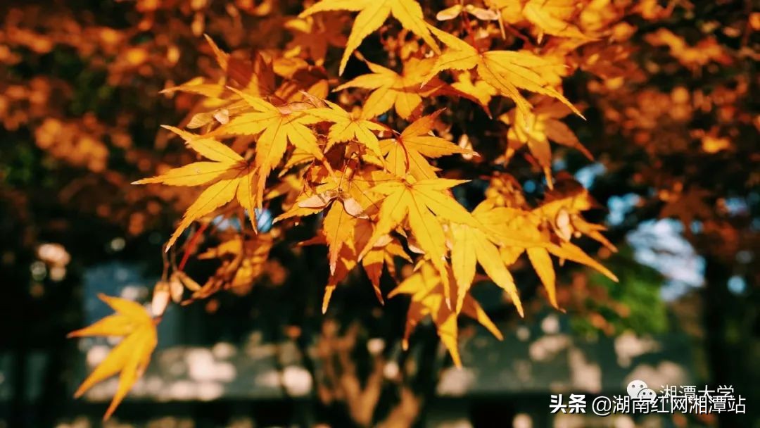 湘潭大学校史图片,广东湘大校友庆祝湘潭大学双一流