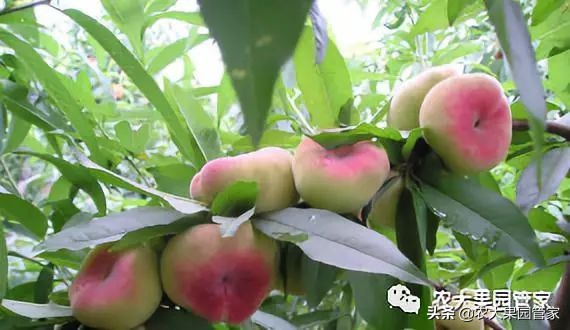 种植新品种果树苗一手货源,各种新品种果树苗木一手货源