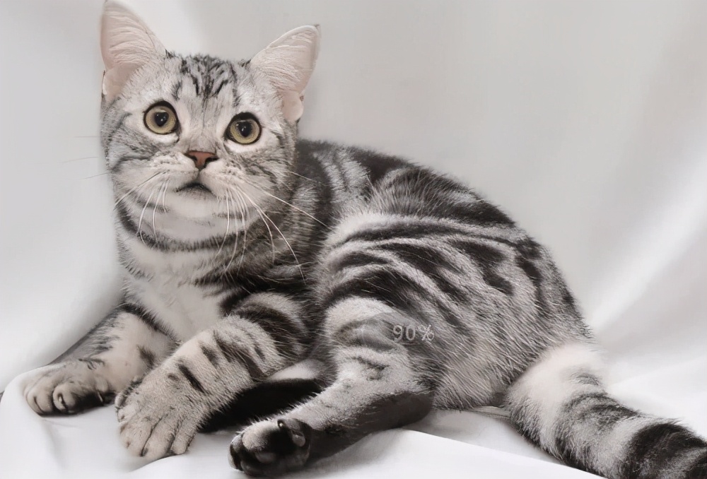 猫咪晚上吐半消化的食物,猫咪肠胃不好老是拉稀怎么办