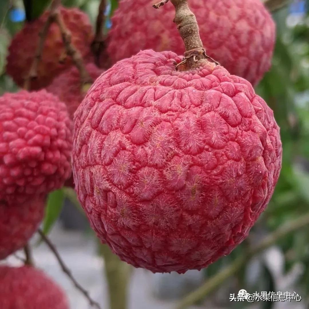 日本农业发达到什么程度？荔枝、香蕉、菠萝竟然用温室来种