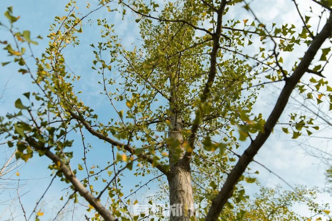 过节没时间去玩,郑州冬天必打卡的公园