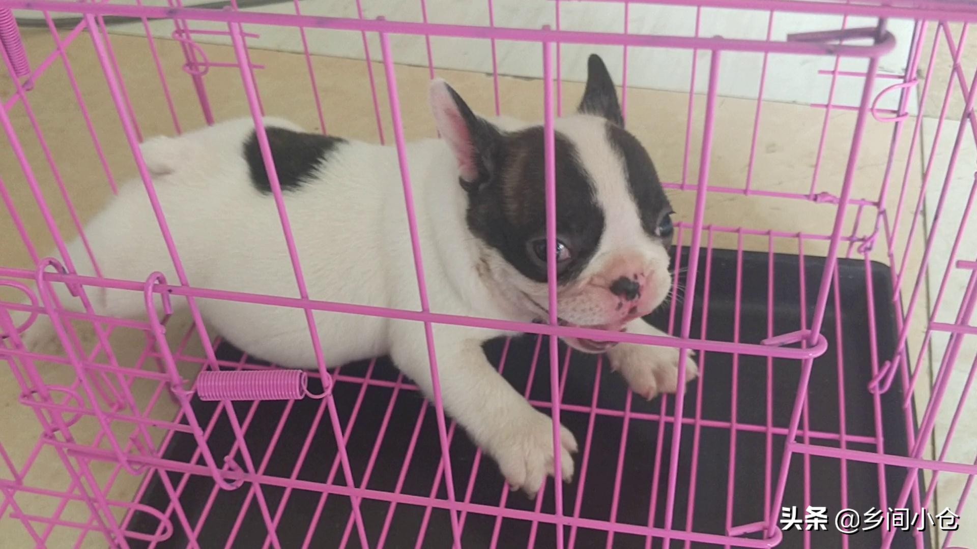 豫东最大狗市在哪里 (豫东南最大的狗市在哪里)