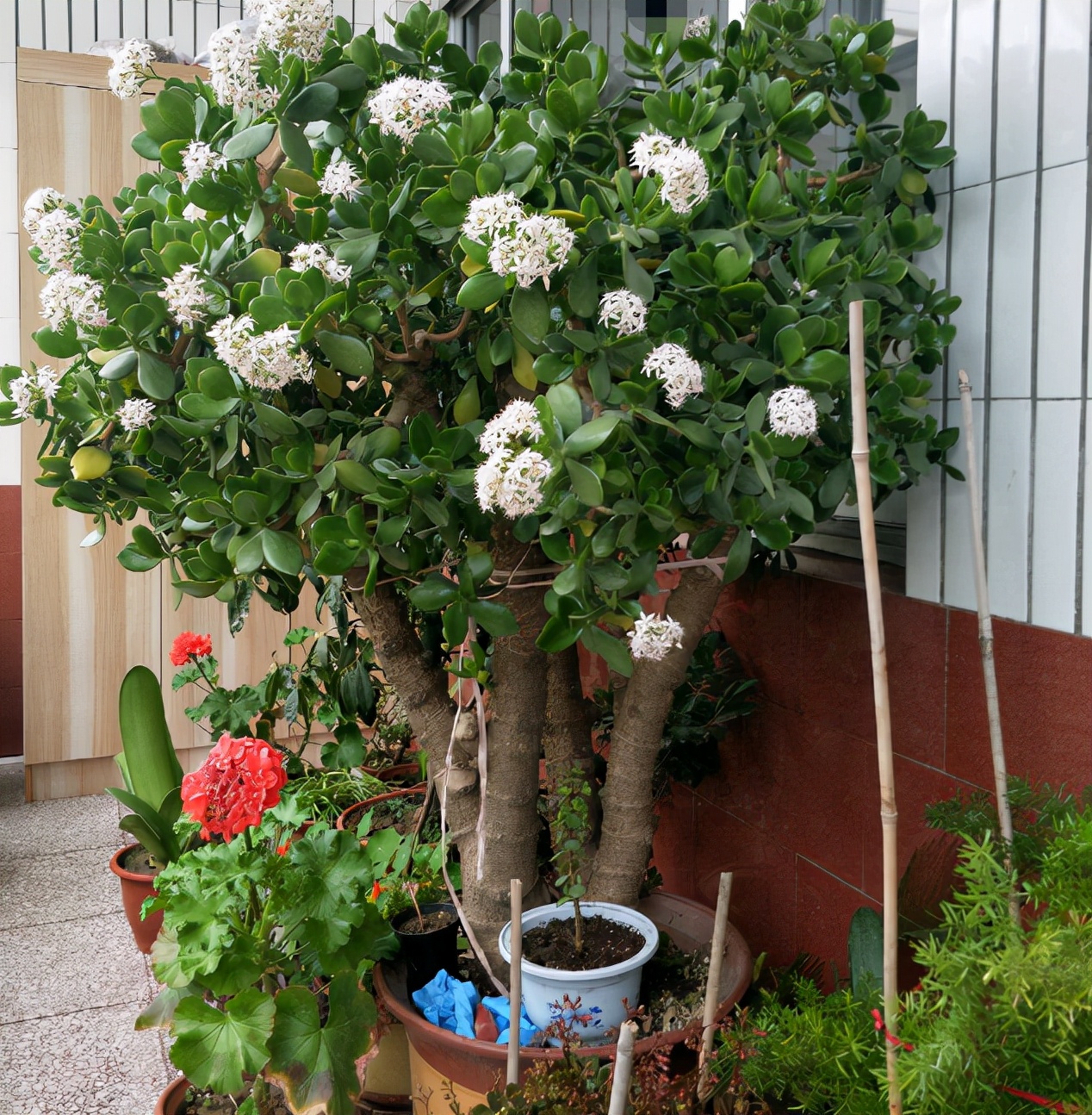 富贵花哪种最好养,4种富贵花华丽大气