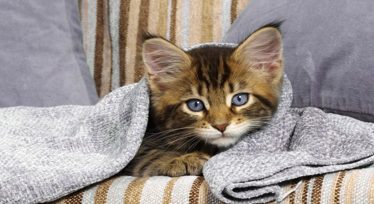 科普猫咪知识寄生虫,猫咪疾病是如何传染的