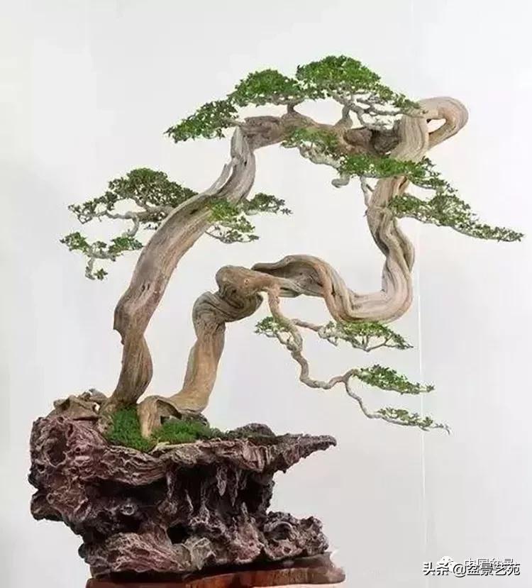 学盆景入门教程书,学习盆景制作视频