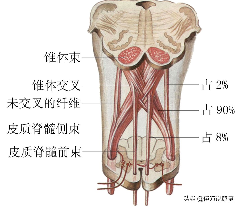 脊髓型，最冷酷*伤杀**力最大的颈椎病，手法还是手术？你选对了吗？