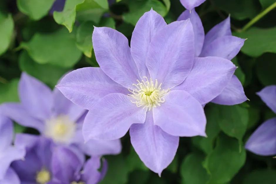 藤本植物皇后铁线莲,藤本皇后铁线莲品种