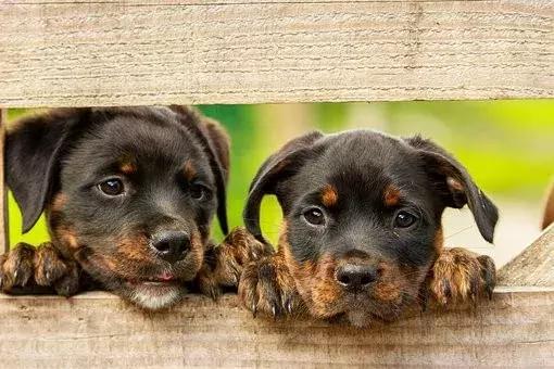 训犬狗狗不听话,爱训犬