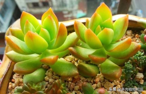 黄丽多肉植物怎么养,多肉植物黄丽养殖方法