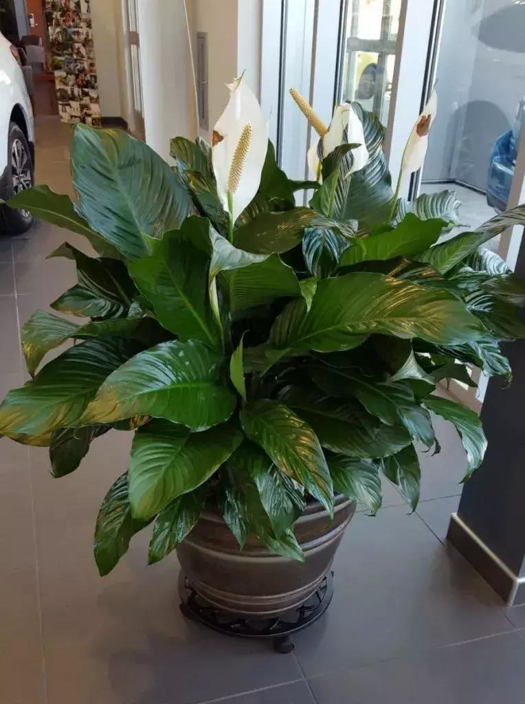 适合家里养的喜阴花,家里适合养的喜阴花