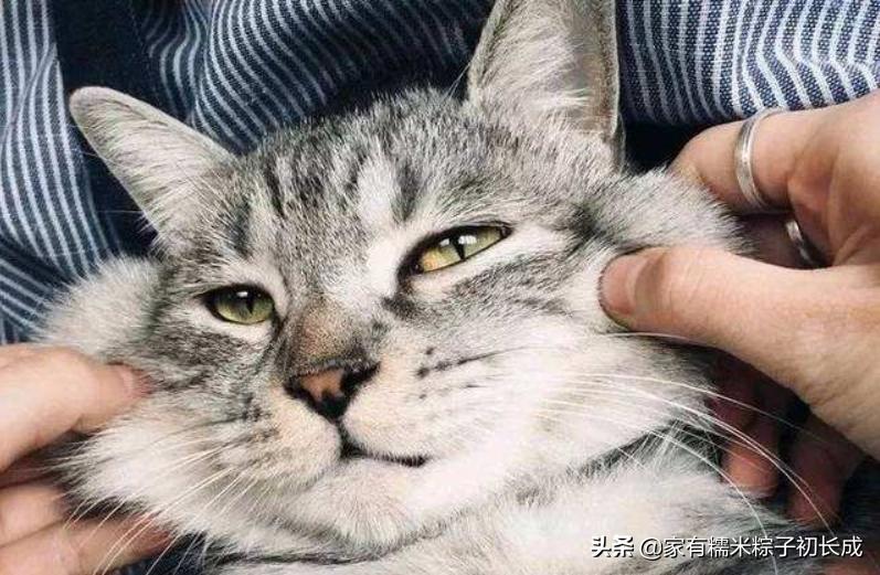 被猫围观的猫咪,被猫咪围观