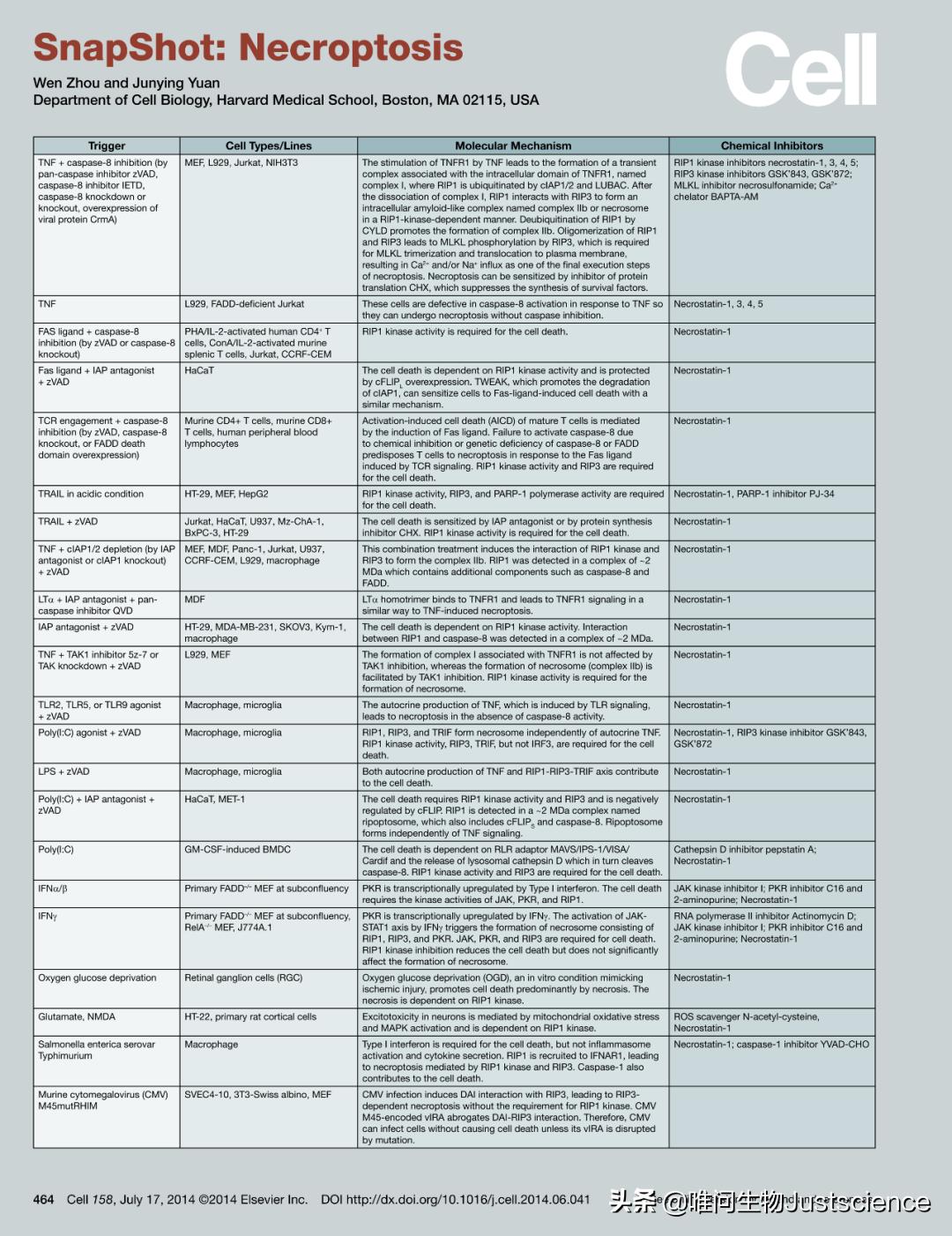 细胞凋亡技术,细胞死亡的两种学说