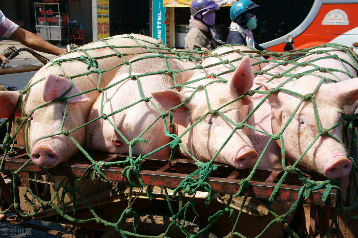 猪价跌猪肉跌怎么回事,猪价最新行情对猪肉有影响么