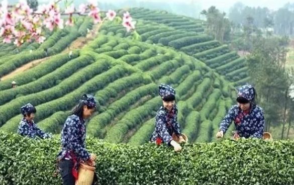 江西赣州十大特色小镇,宁都县小布镇景区