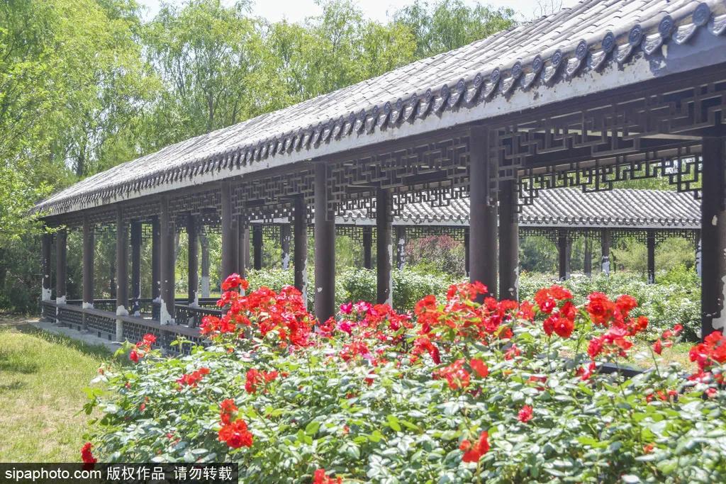 全球最美十大花海美到令人心醉,全球最漂亮花海