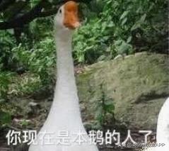 大鹅模拟器飞鹅,大鹅模拟器手游版