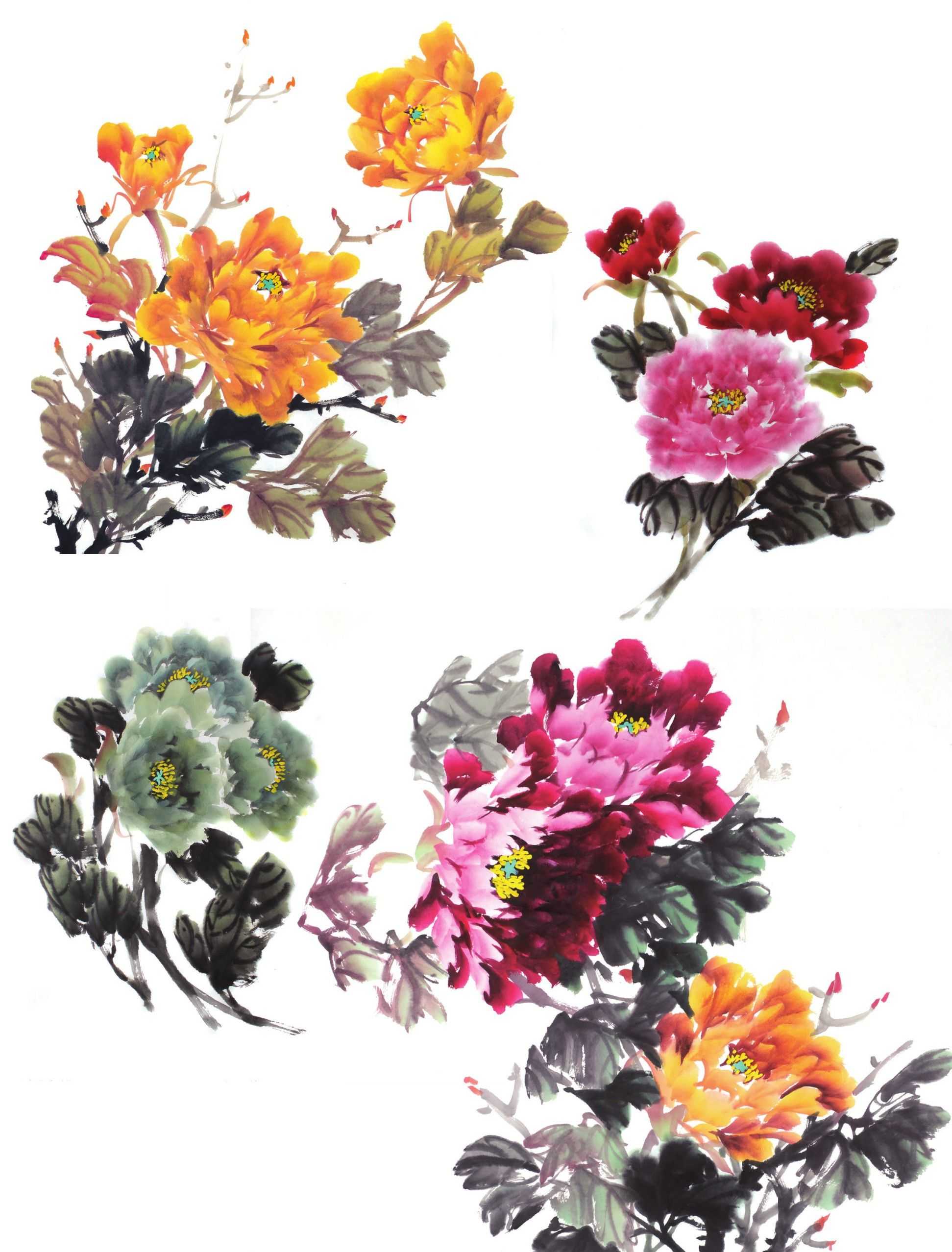 国画零基础牡丹画法步骤图解,国画零基础入门教程牡丹的画法