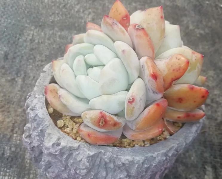 多肉养出状态来有多美？这102种多肉控养上色之后美呆了