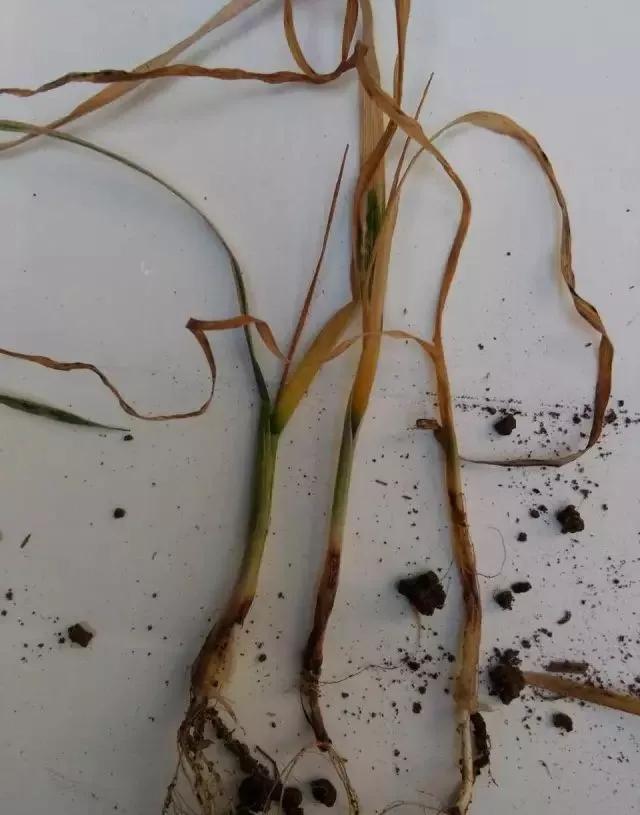 小麦缺肥发黄怎么办,小麦根发黄是什么病
