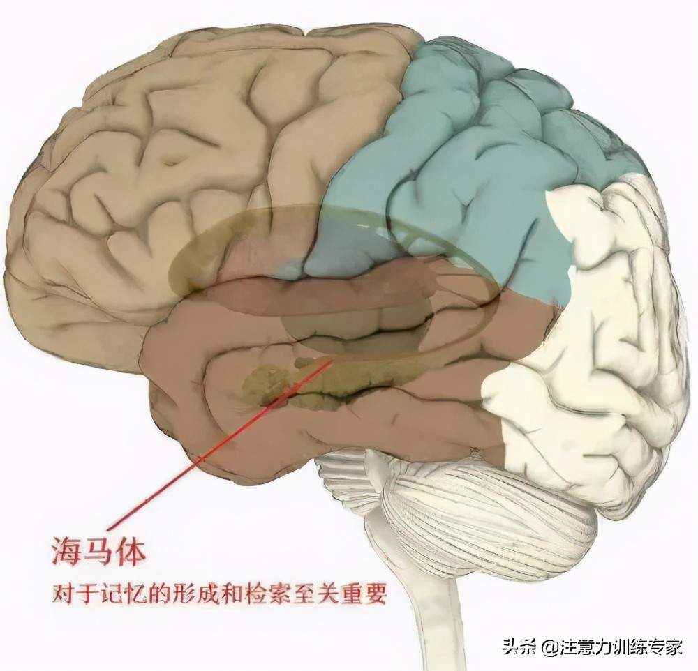 孩子学习总没记性怎么办？2个方法培养孩子高效学习力