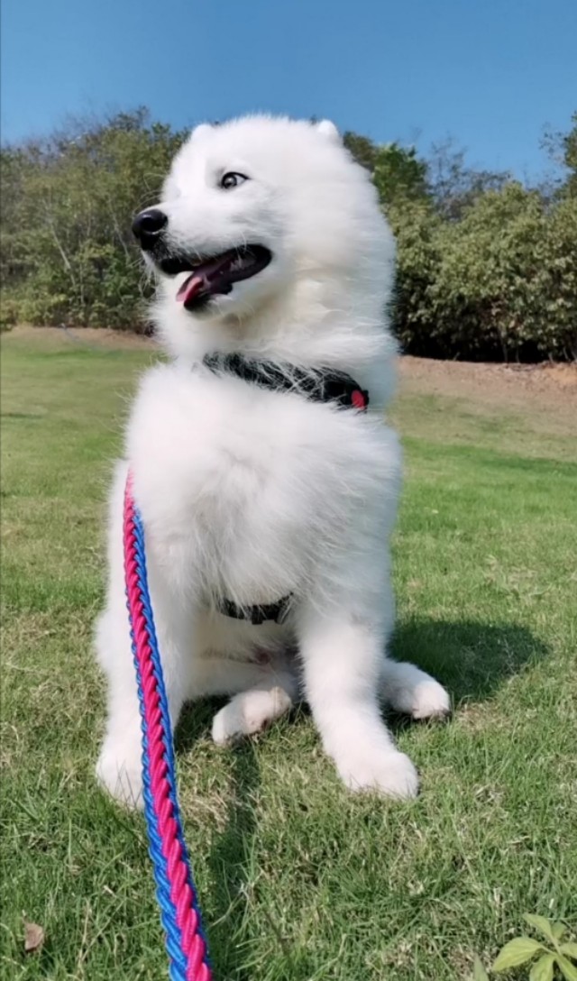 我家萨摩耶不吃蔬果,萨摩不吃狗粮但是吃肉