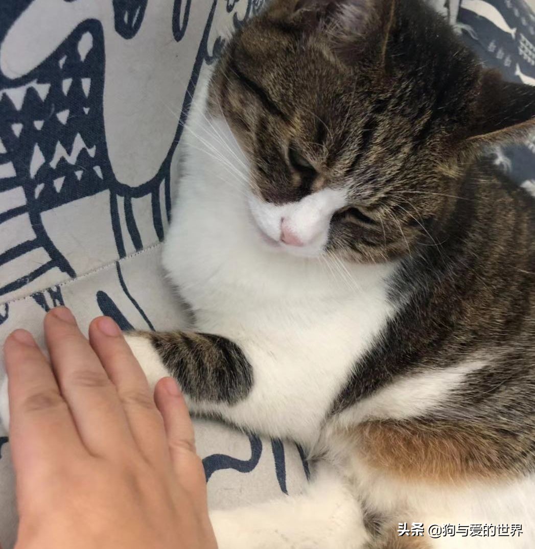 猫猫为什么喜欢躲在暗处扑人,猫猫为什么把爪子藏起来
