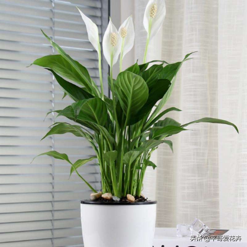 一帆风顺叶子发蔫怎么补救水培,一帆风顺黄叶怎么补救最快方法