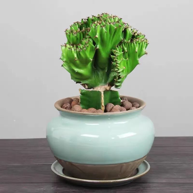 家里养玉麒麟摆放哪个位置好,养麒麟花关注事项